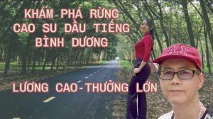 Khám phá rừng cao su Dầu Tiếng, Bình Dương – Nghề cạo mủ cao su và cuộc sống công nhân