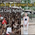 Việt Kiều Mỹ Về Việt Nam Học Bí Kíp Nuôi Gà Công Nghiệp – Sự Thật Bất Ngờ!