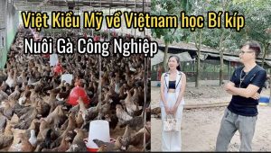 Việt Kiều Mỹ bất ngờ khi quay trở về Việt Nam để học hỏi bí kíp nuôi gà công nghiệp