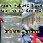 Exploring Dau Tieng Rubber Forest, Binh Duong – The Life and Work of Rubber Tappers