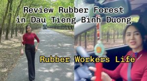 Exploring D?u Ti?ng Rubber Forest, Bình D??ng – The Life and Work of Rubber Tappers